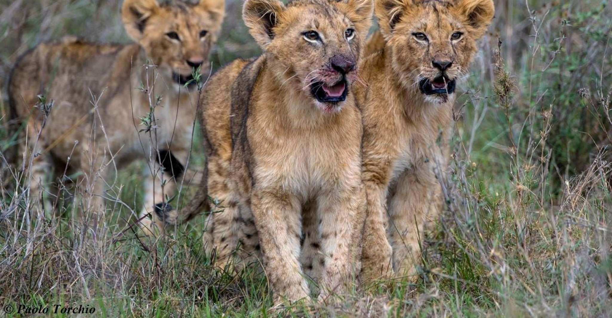 De Nairobi, 3 jours 2-Nights Maasai Mara Safari Experience - Hizvo