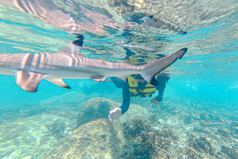 Koh Tao: Snorkel with Turtles at Nangyuan with Fewer Crowds