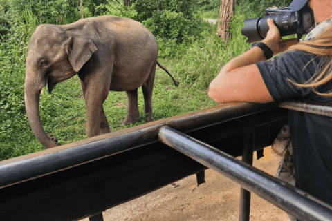 From Riu Hotel: Udawalawe National Park Private Day Trip From Riu Hotel & Nearby: All Inclusive Option