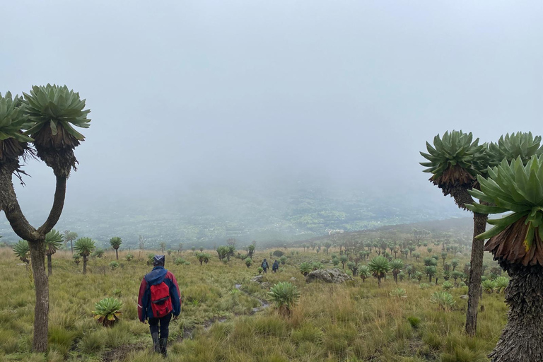 Haz senderismo por los encantadores Siete Estanques de los AberdaresRecogida en Naivasha