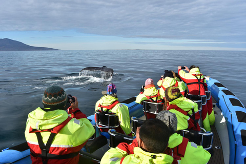 Húsavík: Original Big Whale Safari & Puffins by Speedboat