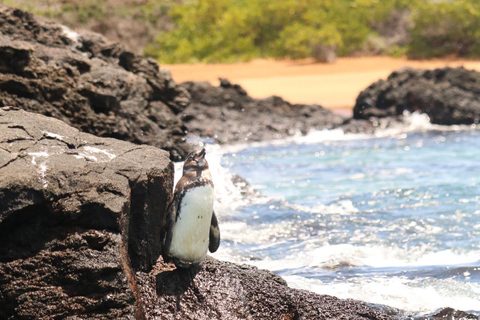 Bartolomé Island: Premium Yacht Experience with Hike and Snorkel