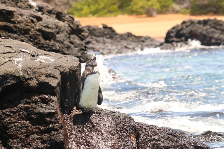 Bartolomé Island: Premium Yacht Experience with Hike and Snorkel
