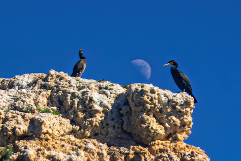 Portimão: Dolphins and Marine Life boat tour with BiologistPrivate Tour