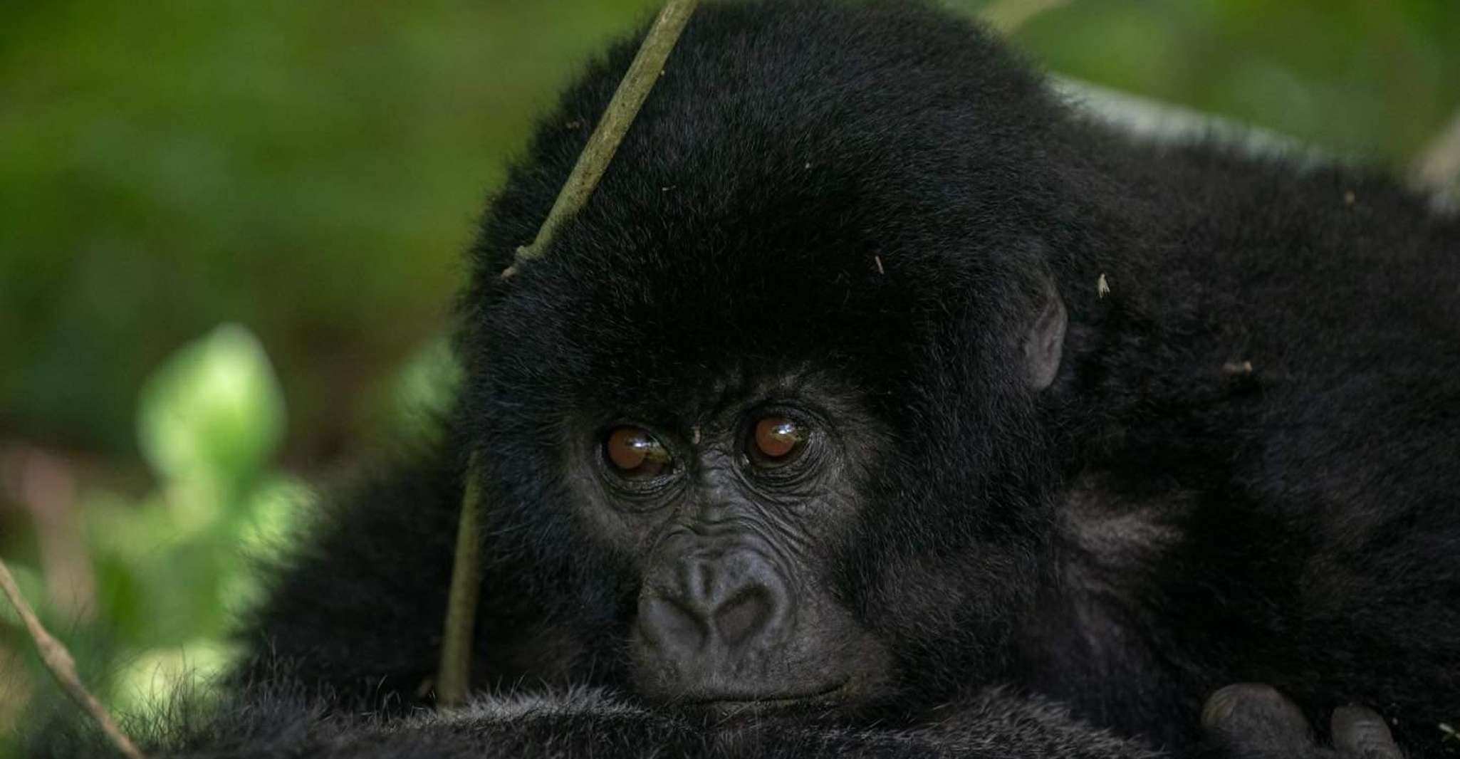 3 giorni di gorilla trekking in uganda - Housity