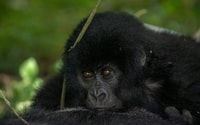 3 Days Gorilla Trekking in Uganda - Housity