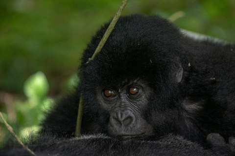 Excursión de 3 días a los gorilas en Uganda