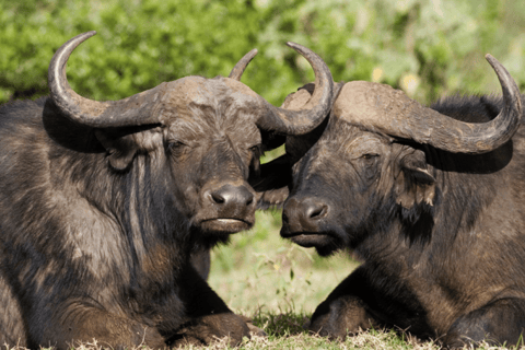 Tour di un giorno della fauna selvatica di Amboseli e visite ai villaggi Masai