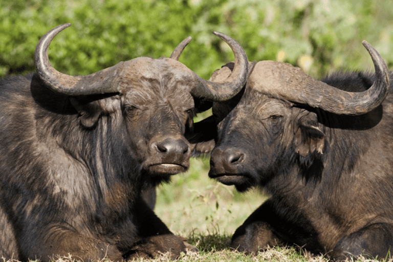 Tour di un giorno della fauna selvatica di Amboseli e visite ai villaggi Masai