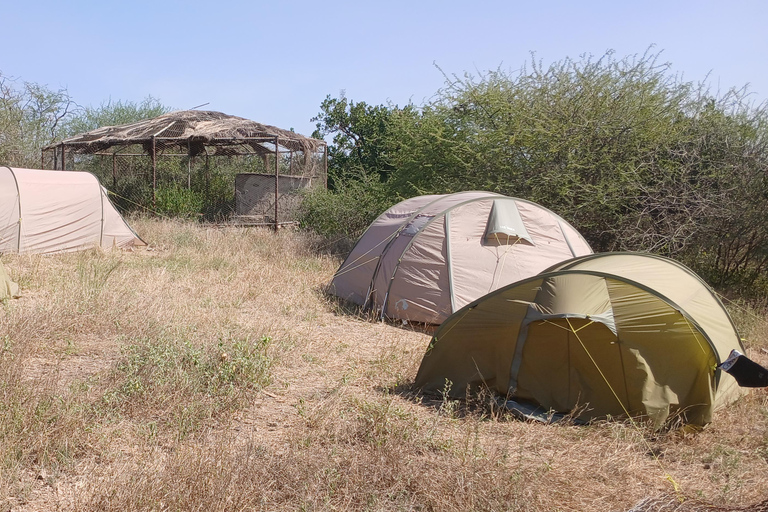 "Doświadczenie safari w Parku Narodowym Awash"