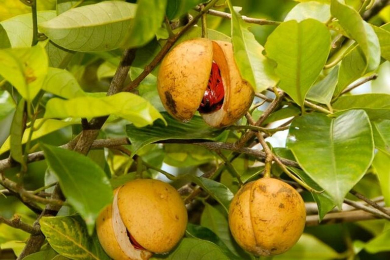 桑给巴尔香料农场之旅（含传统斯瓦希里午餐）