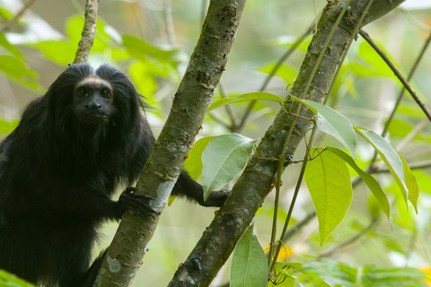 Observación del tití león negro en libertad