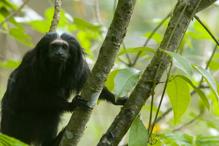 Osservazione del tamarro leone nero in natura