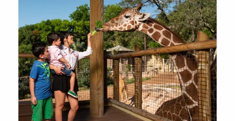 San Antonio Zoo Any Day Ticket photo 13