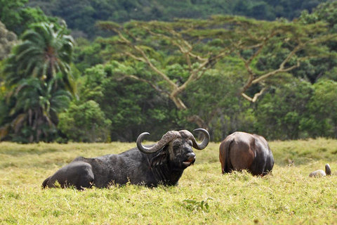 Tanzania: 9-Day Safari and Zanzibar Beach Tour