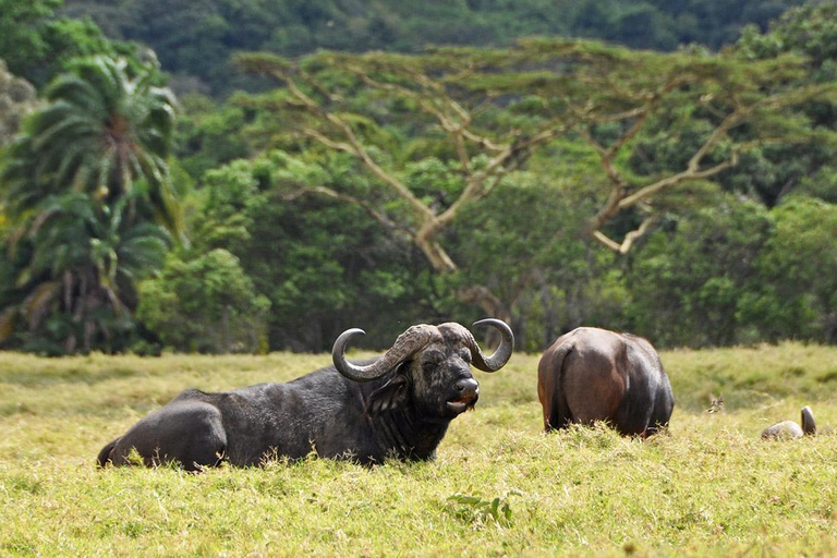 Tanzania: 9-Day Safari and Zanzibar Beach Tour