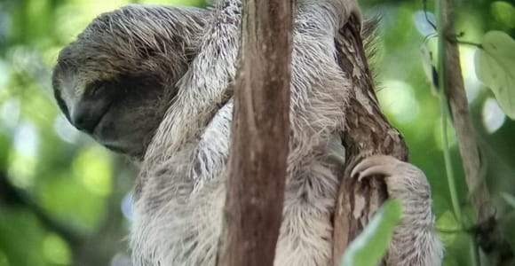 La Fortuna: Bogarin Trail Sloth-Watching Tour with Guide