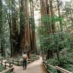 San Francisco: gita di mezza giornata a Muir Woods e Sausalito