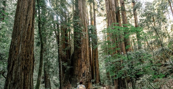 San Francisco: Halbtägiger Ausflug nach Muir Woods und Sausalito