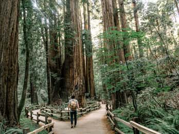 Desde San Francisco: Excursión de medio día a Muir Woods y Sausalito