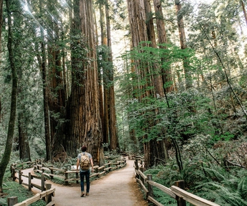 From San Francisco: Muir Woods and Sausalito Half-Day Trip