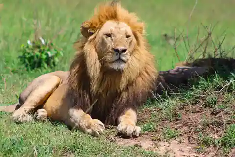 Masai Mara: Safári particular de 2 dias em um Land Cruiser 4x4