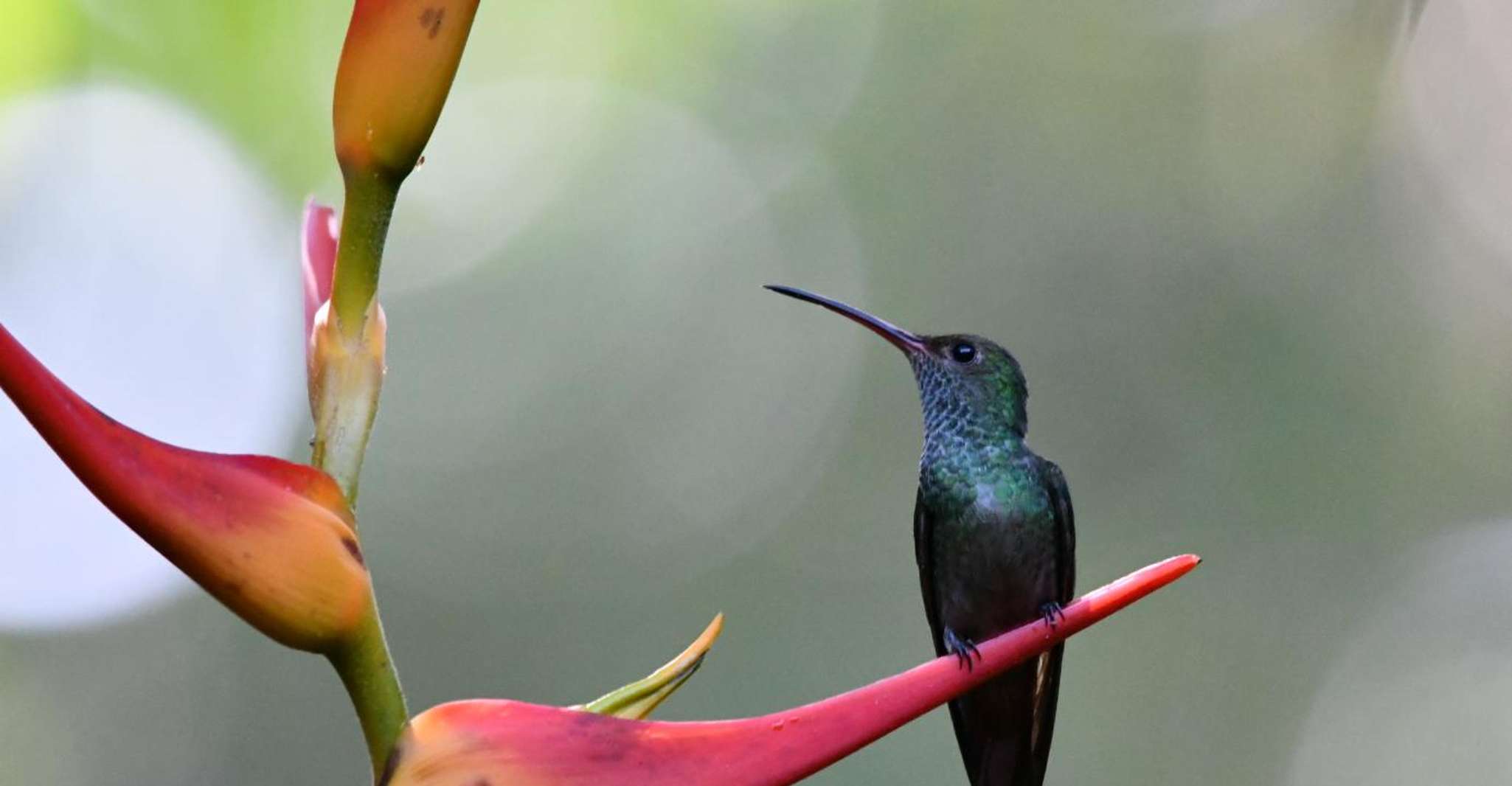 Cahuita, Guided Hike Through Cahuita National Park - Housity