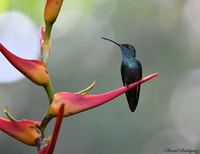 Cahuita, Guided Hike Through Cahuita National Park - Housity