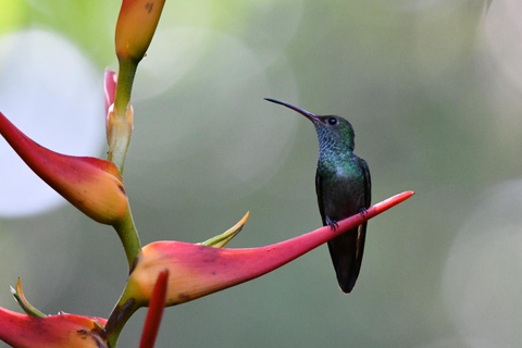 Cahuita: Escursione guidata nel Parco Nazionale di Cahuita