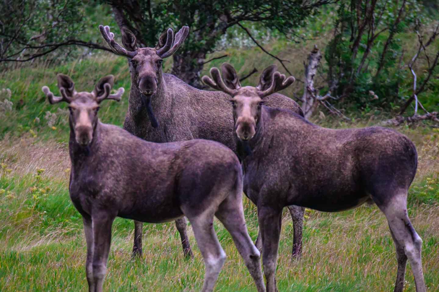 Sortland: Guided Arctic Moose Safari by Car