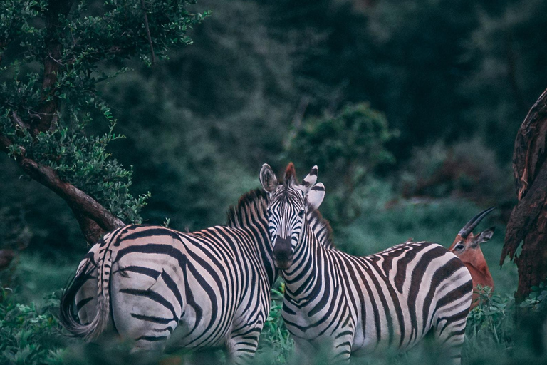 Safari di 2 giorni in Tanzania -Tarangire e ngorongoro