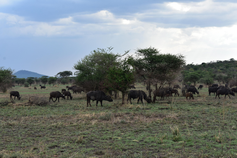 3 Tage Tansania Safari, Kurzurlaub - Die besten Wildtierparks