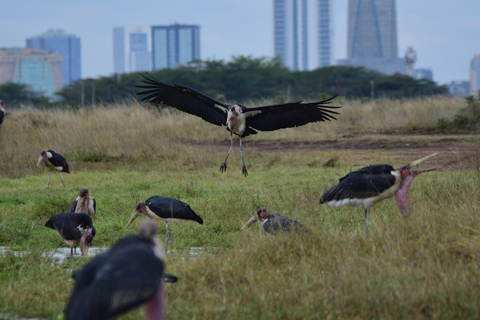 Nairobi Park ,Giraffe Center, Baby Elephant, Blixen Day Tour