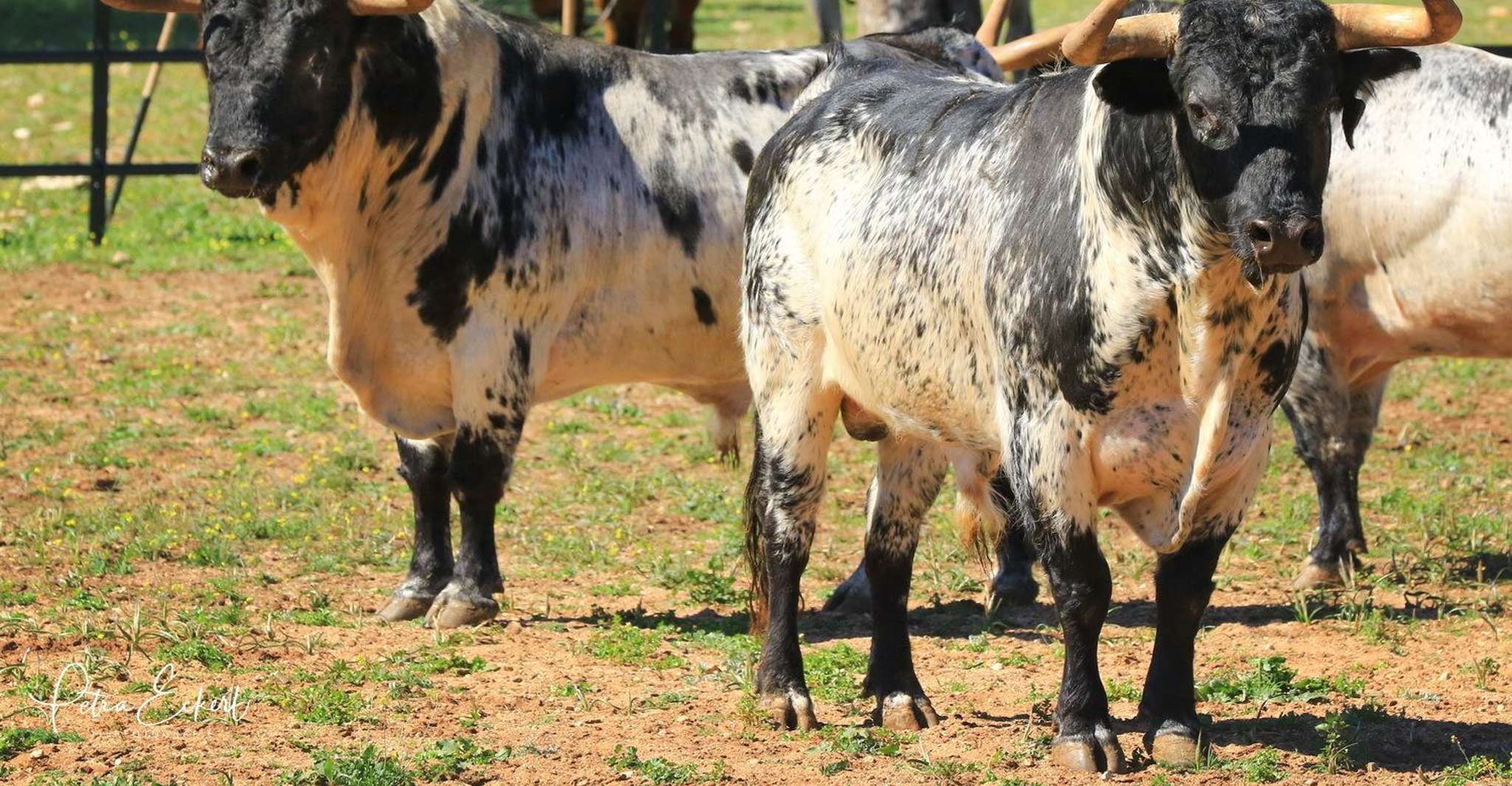 Cadiz: Andalusian Horses and Bulls Country Show photo 4