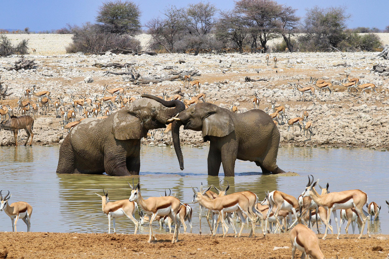 Windhoek: 3-Day Guided Safari in Etosha with Lodge