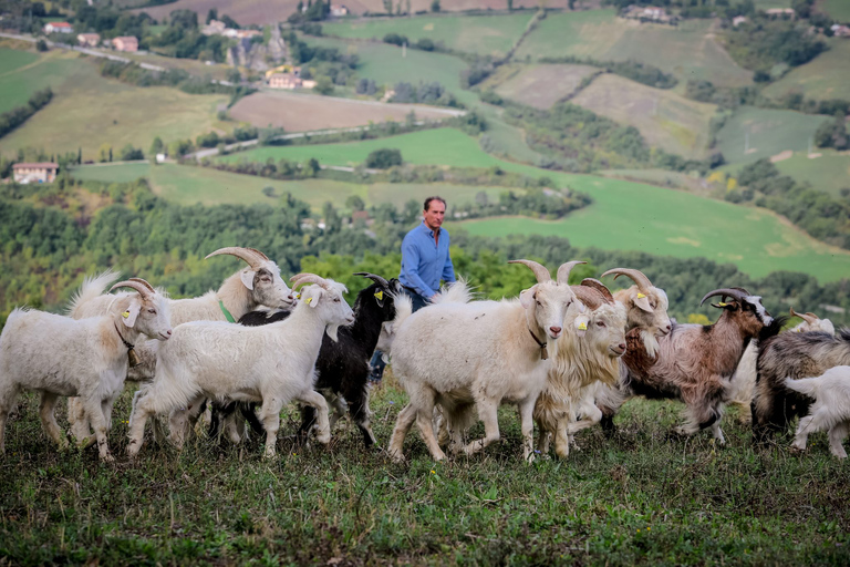 Rimini: San Leo Cashmere Farm Experience San Leo Cashmere: Grazing with the Shepherd