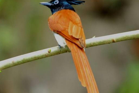 Muthurajawela Bird Watching Boat Tour & Colombo City Tour Tour from Bentota, Ahungalla, Hikkaduwa