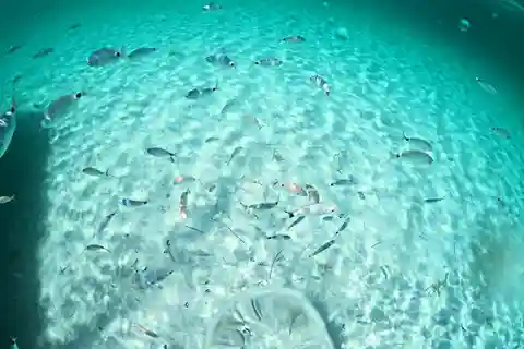 Gita in barca a vela Asinara / Scuola di vela Asinara