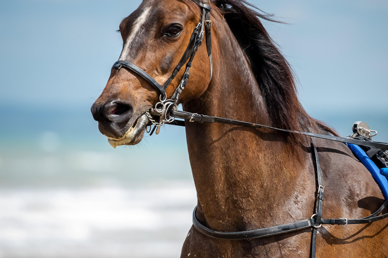 Omaha Beach: Sulky doop op het strand