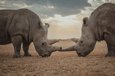 From Nairobi: Ol Pejeta Conservancy Day Trip