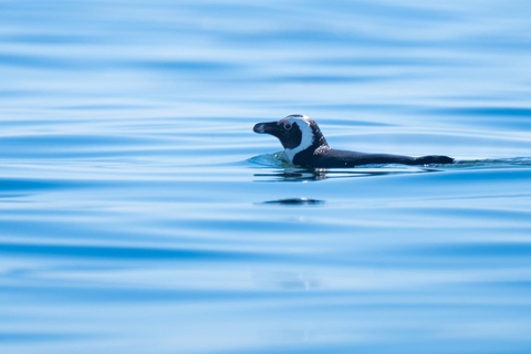 Cape Town: Dolphin & Ocean Wildlife Kayaking Adventure ⚓️