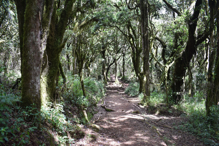 1 Day kilimanjaro short trek