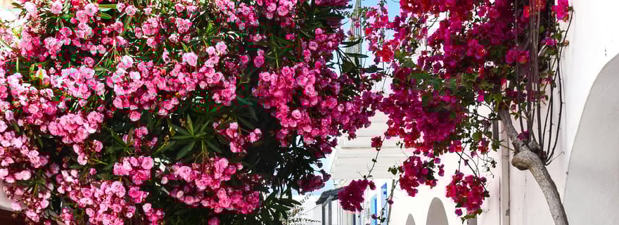 Visite à pied des temps forts de Paroikia