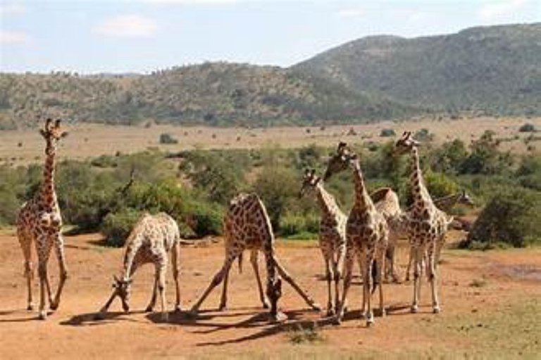 Pilanesberg Big Five Safari from Johannesburg with Open Jeep