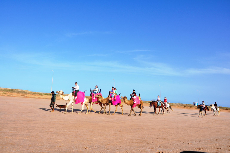 DJERBA: KAMEEL EN PAARD (2U30).