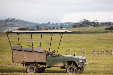 Cape Town: 2-Day Private Tour with Penguins, Safari & Wines