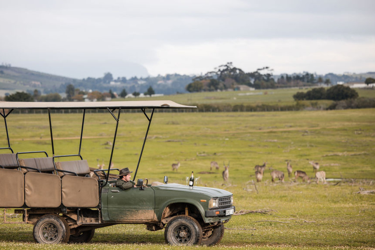 Cape Town: 2-Day Private Tour with Penguins, Safari & Wines