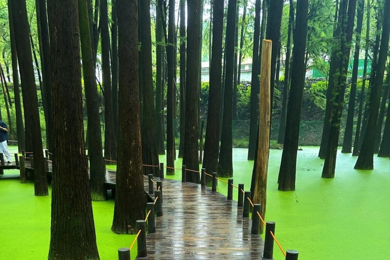 Hangzhou Qingshan Lake Water‑Forest Private Day Tour Ticket + Deer‑Feeding | Separate Driver & Guide