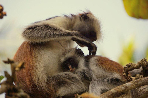 Passeio dos macacos, passeio das especiarias com almoço, mercado de peixe noturno