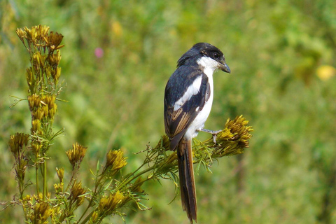 SAFARI NOCTURNO AL LAGO NAKURU Y AL LAGO BOGORIA